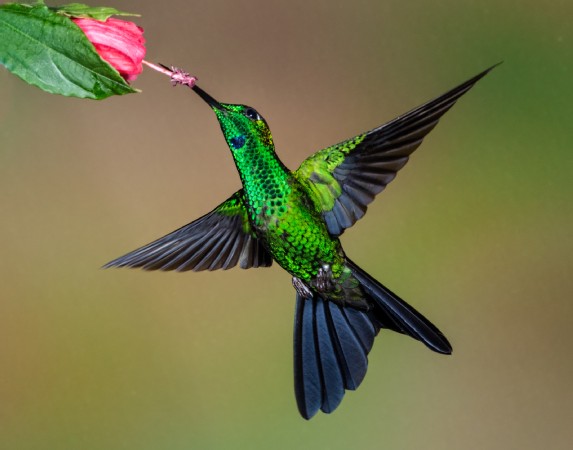 tn_900x450_1611-D1_3-Greecrowned_Brilliant_-3c03baaee